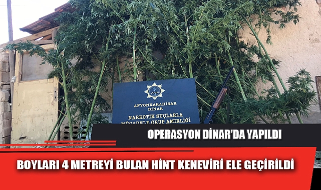BOYLARI 4 METREYİ BULAN HİNT KENEVİRİ ELE GEÇİRİLDİ