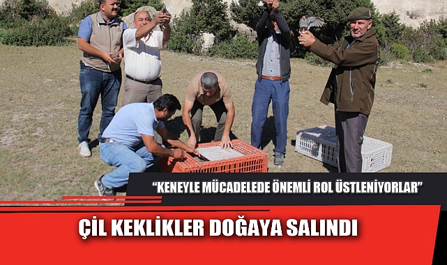 ÇİL KEKLİKLER DOĞAYA SALINDI