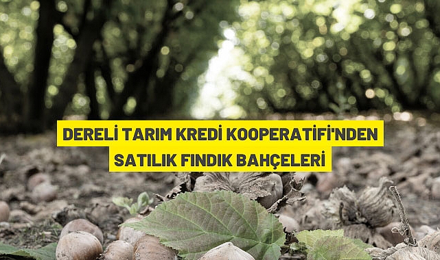 FINDIK BAHÇELERİ SATILACAKTIR