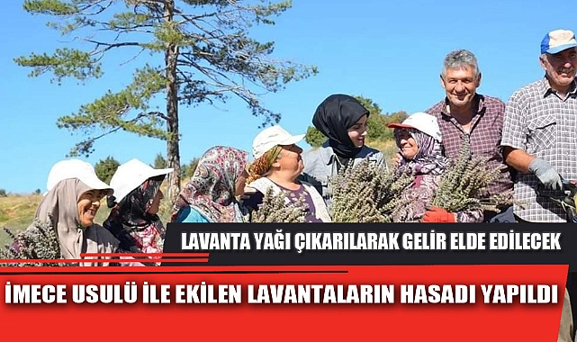 İMECE USULÜ İLE EKİLEN LAVANTALARIN HASADI YAPILDI