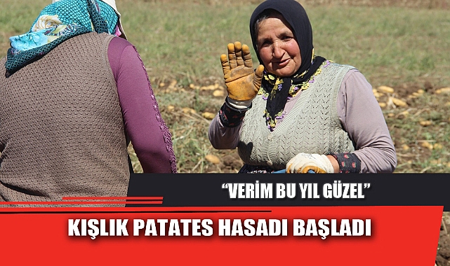 KIŞLIK PATATES HASADI BAŞLADI