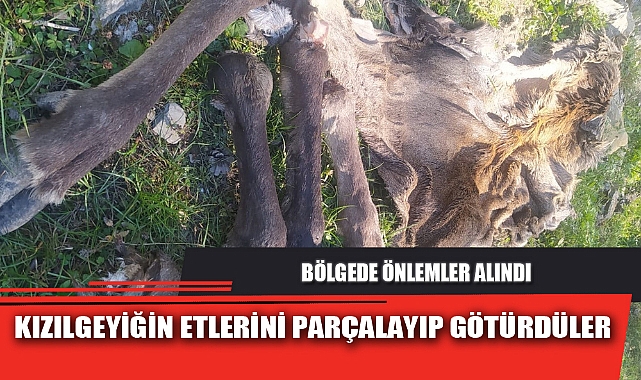 KIZILGEYİĞİN ETLERİNİ PARÇALAYIP GÖTÜRDÜLER