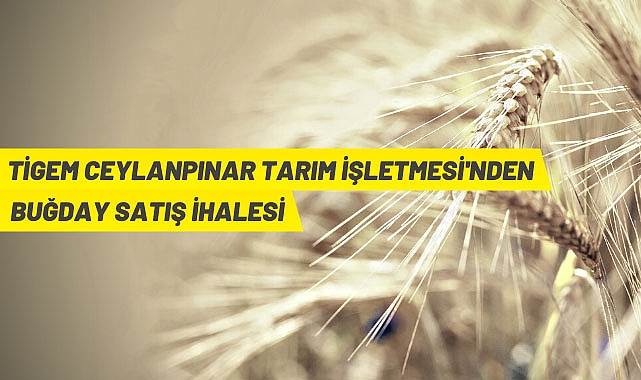 MAHSUL BUĞDAY SATILACAĞI DUYURULDU