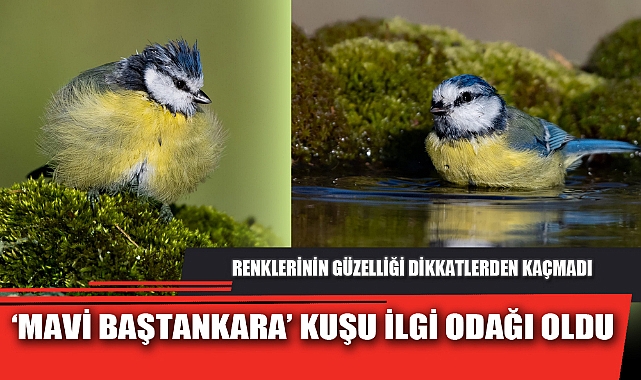 ‘MAVİ BAŞTANKARA’ KUŞU İLGİ ODAĞI OLDU