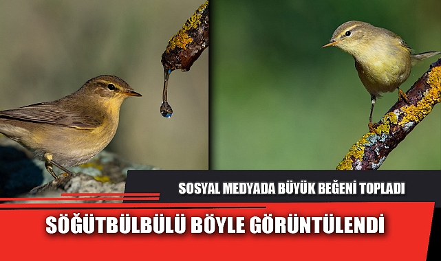 SÖĞÜTBÜLBÜLÜ BÖYLE GÖRÜNTÜLENDİ