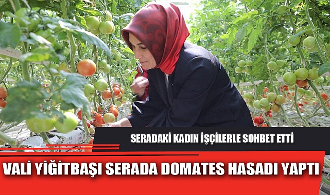VALİ YİĞİTBAŞI SERADA DOMATES HASADI YAPTI
