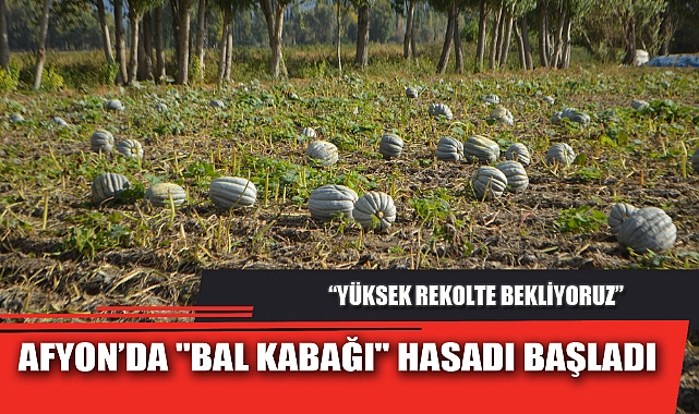 AFYON’DA "BAL KABAĞI" HASADI BAŞLADI