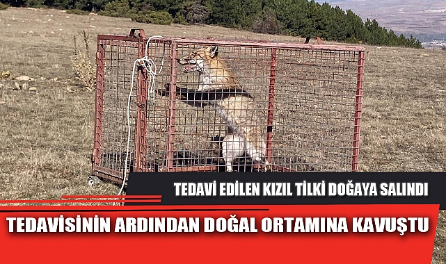 TEDAVİSİNİN ARDINDAN DOĞAL ORTAMINA KAVUŞTU