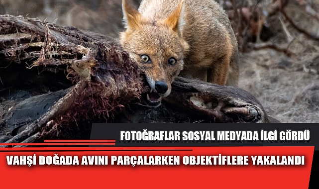 VAHŞİ DOĞADA AVINI PARÇALARKEN OBJEKTİFLERE YAKALANDI