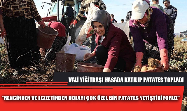 VALİ YİĞİTBAŞI HASADA KATILIP PATATES TOPLADI