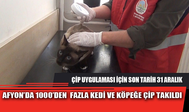 AFYON’DA 1000’DEN  FAZLA KEDİ VE KÖPEĞE ÇİP TAKILDI