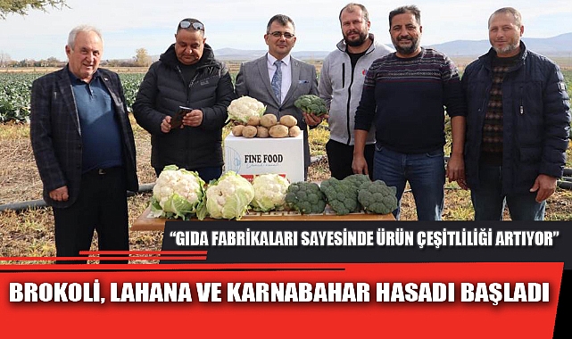 BROKOLİ, LAHANA VE KARNABAHAR HASADI BAŞLADI