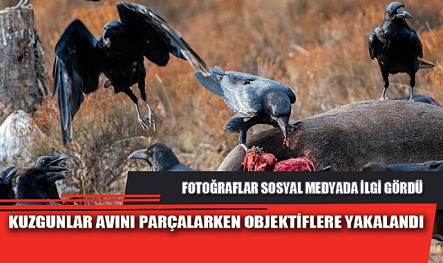 KUZGUNLAR AVINI PARÇALARKEN OBJEKTİFLERE YAKALANDI