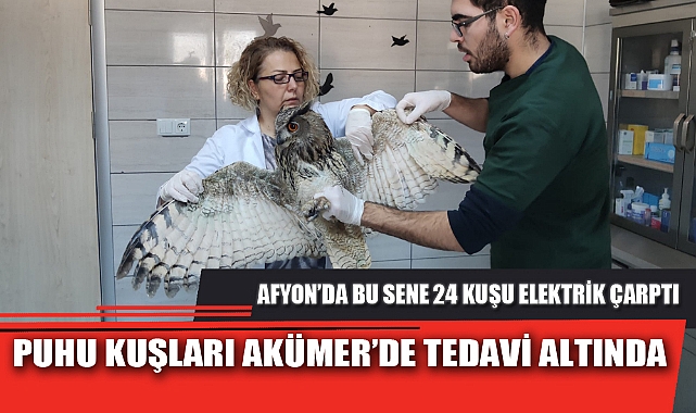 PUHU KUŞLARI AKÜMER’DE TEDAVİ ALTINDA