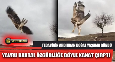 YAVRU KARTAL ÖZGÜRLÜĞE BÖYLE KANAT ÇIRPTI