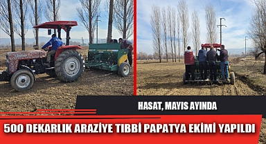 500 DEKARLIK ARAZİYE TIBBİ PAPATYA EKİMİ YAPILDI