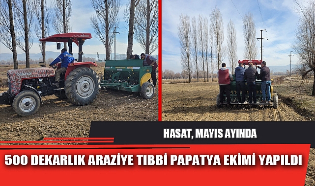 500 DEKARLIK ARAZİYE TIBBİ PAPATYA EKİMİ YAPILDI