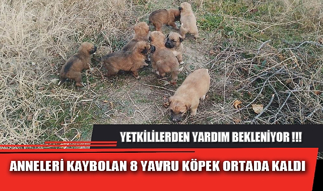 ANNELERİ KAYBOLAN 8 YAVRU KÖPEK ORTADA KALDI