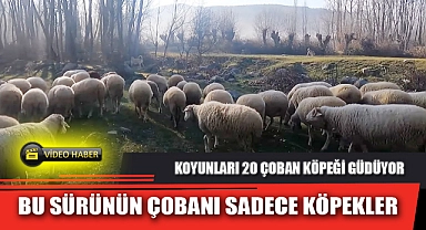 BU SÜRÜNÜN ÇOBANI SADECE KÖPEKLER