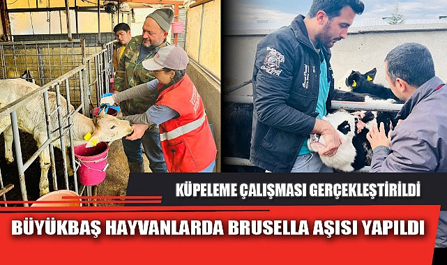 BÜYÜKBAŞ HAYVANLARDA BRUSELLA AŞISI YAPILDI