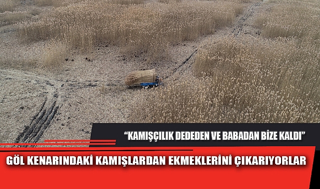 GÖL KENARINDAKİ KAMIŞLARDAN EKMEKLERİNİ ÇIKARIYORLAR