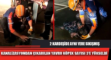 KANALİZASYONDAN ÇIKARILAN YAVRU KÖPEK SAYISI 3’E YÜKSELDİ