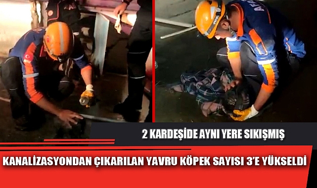 KANALİZASYONDAN ÇIKARILAN YAVRU KÖPEK SAYISI 3’E YÜKSELDİ