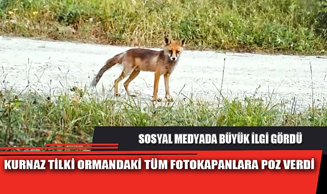 KURNAZ TİLKİ ORMANDAKİ TÜM FOTOKAPANLARA POZ VERDİ