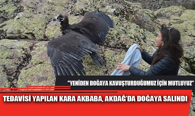 TEDAVİSİ YAPILAN KARA AKBABA, AKDAĞ’DA DOĞAYA SALINDI