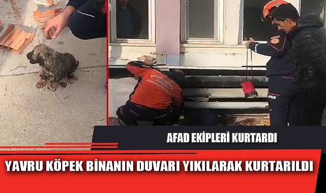 YAVRU KÖPEK BİNANIN DUVARI YIKILARAK KURTARILDI