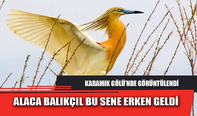 ALACA BALIKÇIL BU SENE ERKEN GELDİ