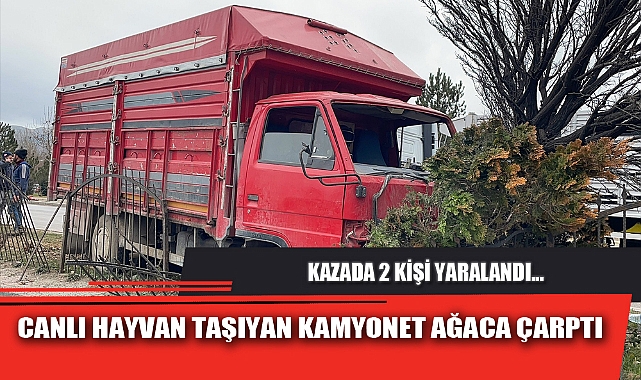 CANLI HAYVAN TAŞIYAN KAMYONET AĞACA ÇARPTI