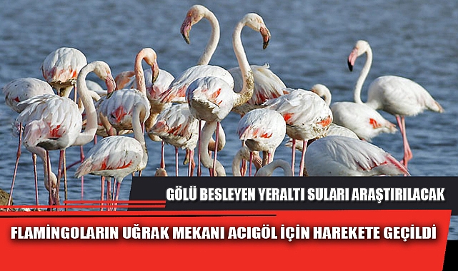 FLAMİNGOLARIN UĞRAK MEKANI ACIGÖL İÇİN HAREKETE GEÇİLDİ