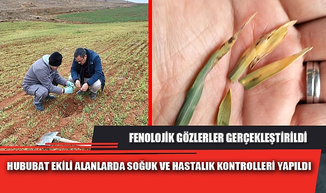 HUBUBAT EKİLİ ALANLARDA SOĞUK VE HASTALIK KONTROLLERİ YAPILDI
