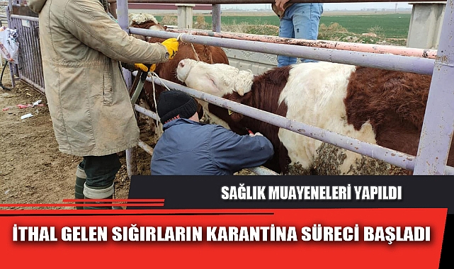 İTHAL GELEN SIĞIRLARIN KARANTİNA SÜRECİ BAŞLADI