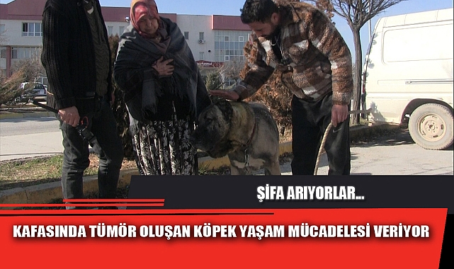 KAFASINDA TÜMÖR OLUŞAN KÖPEK YAŞAM MÜCADELESİ VERİYOR