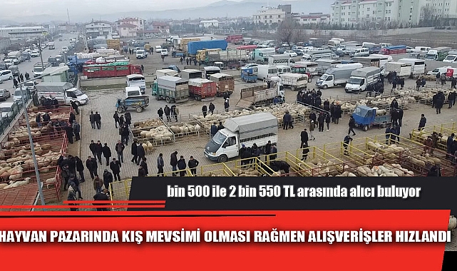 KÜÇÜKBAŞ HAYVAN PAZARINDA KIŞ MEVSİMİ OLMASI RAĞMEN ALIŞVERİŞLER HIZLANDI