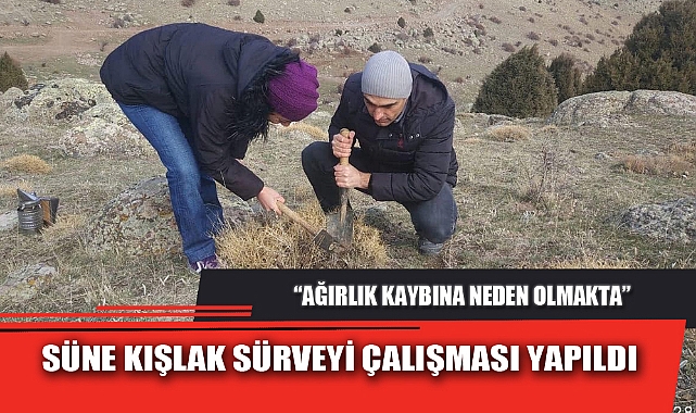SÜNE KIŞLAK SÜRVEYİ ÇALIŞMASI YAPILDI