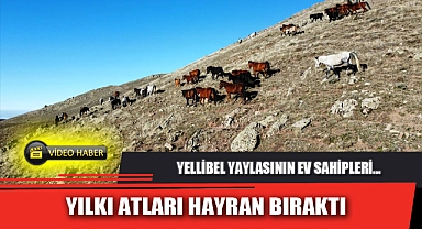 YILKI ATLARI HAYRAN BIRAKTI