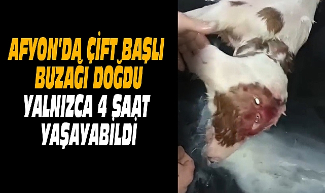 AFYON’DA ÇİFT BAŞLI BUZAĞI DOĞDU  YALNIZCA 4 SAAT YAŞAYABİLDİ