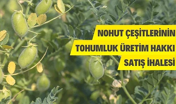ÇİFTÇİ NOHUT ÇEŞİDİ TOHUMLUK ÜRETİM HAKKI SATIŞ İHALESİ