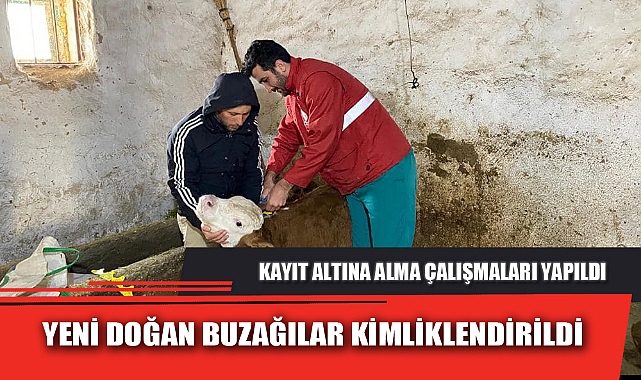 YENİ DOĞAN BUZAĞILAR KİMLİKLENDİRİLDİ