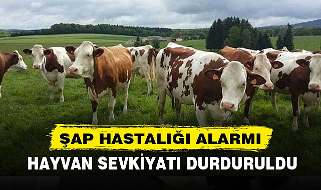 AFYON’DA HAYVAN SEVKİYATI DURDURULDU