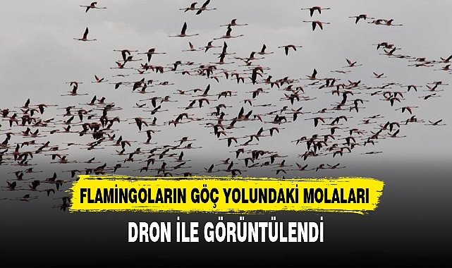 FLAMİNGOLARIN GÖÇ YOLUNDAKİ MOLALARI DRON İLE GÖRÜNTÜLENDİ
