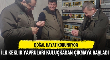 İLK KEKLİK YAVRULARI KULUÇKADAN ÇIKMAYA BAŞLADI