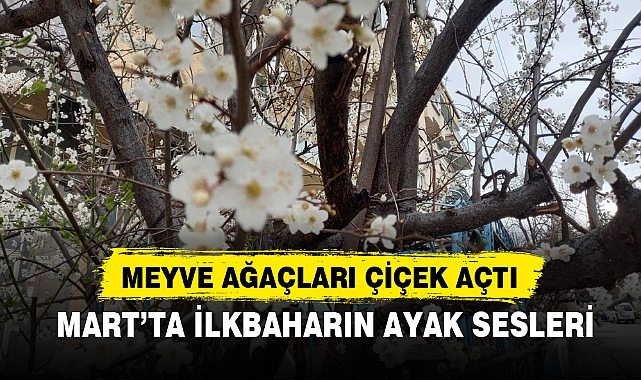 MEYVE AĞAÇLARI ÇİÇEK AÇTI