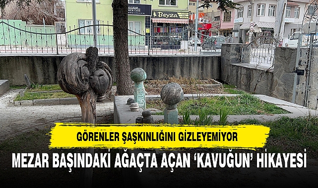 MEZAR BAŞINDAKİ AĞAÇTA AÇAN ‘KAVUĞUN’ HİKAYESİ