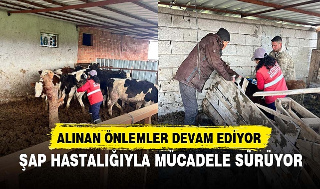 ŞAP HASTALIĞIYLA MÜCADELE SÜRÜYOR
