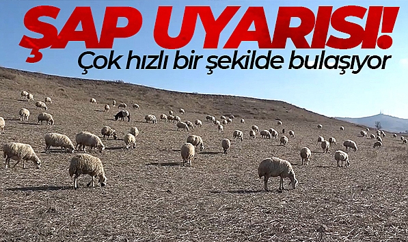 UZMANINDAN ŞAP VARYANTI UYARISI: 'ÇOK HIZLI BİR ŞEKİLDE BULAŞIYOR'