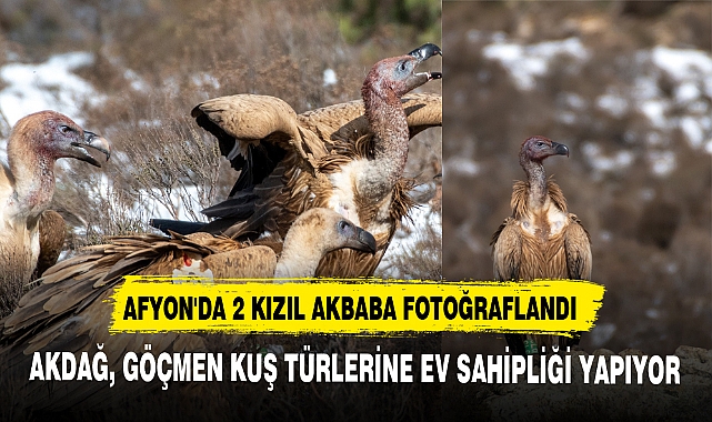 AFYON'DA 2 KIZIL AKBABA FOTOĞRAFLANDI